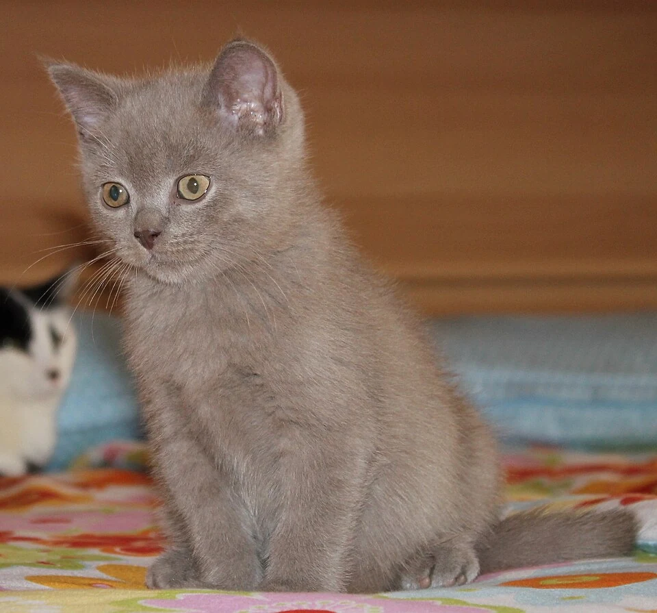 Filhote da raça British Shorthair no Brasil — fotografia ilustrativa